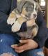 American Bully Puppies for sale in Freeport, IL 61032, USA. price: NA
