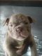 American Bully Puppies for sale in Grand Rapids, MI, USA. price: $1,000