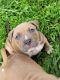 American Bully Puppies for sale in Lexington, KY, USA. price: NA