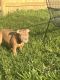 American Bully Puppies for sale in Indianapolis, IN 46221, USA. price: $1