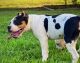 American Bully Puppies for sale in Graham, NC, USA. price: NA