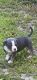 American Bully Puppies for sale in Mt Airy, NC 27030, USA. price: $500