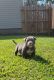 American Bully Puppies for sale in Hopewell, VA 23860, USA. price: $1,500