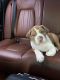 American Bully Puppies for sale in Englewood, NJ 07631, USA. price: $2,500