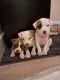American Bully Puppies for sale in Delray Beach, FL, USA. price: NA