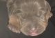 American Bully Puppies for sale in Gulfport, MS, USA. price: $1,100