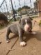American Bully Puppies for sale in Dearborn, MI, USA. price: $3,000