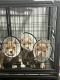 American Bully Puppies for sale in Vineland, NJ, USA. price: $2,000
