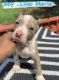 American Bully Puppies for sale in Reston, VA, USA. price: $4,000