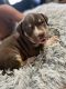 American Bully Puppies for sale in Pembroke Pines, FL 33024, USA. price: $500
