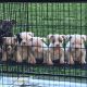 American Bully Puppies for sale in Ohio Ave, Salford M50, UK. price: 1500 GBP