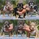 American Bully Puppies for sale in Ohio Ave, Salford M50, UK. price: 2000 GBP