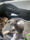 American Bully Puppies for sale in Myrtle Beach, SC, USA. price: $500