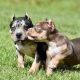American Bully Puppies for sale in Ohio Ave, Salford M50, UK. price: 16000 GBP