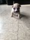 American Bully Puppies for sale in Staten Island, NY 10301, USA. price: $750