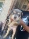 American Bully Puppies for sale in Glendale, AZ, USA. price: NA