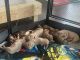American Bully Puppies for sale in San Antonio, TX, USA. price: $1,000