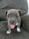 American Bully Puppies for sale in Glen Raven, NC 27215, USA. price: NA