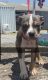 American Bully Puppies for sale in Spartanburg, SC, USA. price: $1,500