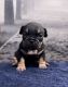 American Bully Puppies for sale in The Bronx, NY 10453, USA. price: $2,500