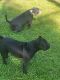American Bully Puppies for sale in Savannah, GA, USA. price: $300
