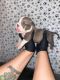 American Bully Puppies for sale in San Francisco, CA, USA. price: $4,000