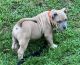 American Bully Puppies for sale in Huntingtown, MD 20639, USA. price: $1,200