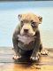 American Bully Puppies for sale in Miami, FL, USA. price: $500