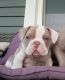 American Bully Puppies for sale in Kendall, NY 14476, USA. price: NA