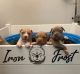 American Bully Puppies for sale in Essex, MD 21221, USA. price: $1,000