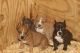 American Bully Puppies for sale in Atlanta, GA, USA. price: $800