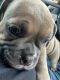 American Bully Puppies for sale in Ozone Park, Queens, NY, USA. price: NA