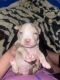 American Bully Puppies for sale in 803 NW 118th St, Vancouver, WA 98685, USA. price: $1,200