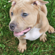 American Bully Puppies for sale in Dundalk, MD 21222, USA. price: NA