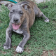 American Bully Puppies for sale in Phoenician, Phoenix, AZ, USA. price: $800