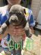 American Bully Puppies for sale in Indianapolis, IN 46222, USA. price: $225