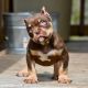 American Bully Puppies for sale in Michigan Ave, Chicago, IL, USA. price: $1,500