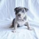 American Bully Puppies for sale in Stockton, CA, USA. price: $3,000