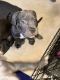 American Bully Puppies for sale in Philadelphia, PA, USA. price: $1,500