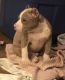 American Bully Puppies for sale in Reston, VA, USA. price: NA