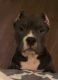 American Bully Puppies for sale in Reston, VA, USA. price: $2,000