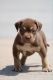 American Bully Puppies for sale in 114-37 114th St, Queens, NY 11420, USA. price: $6,000