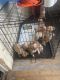 American Bully Puppies for sale in Reading, PA, USA. price: $1,100