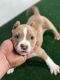 American Bully Puppies for sale in Williamstown, NJ 08094, USA. price: $1,500