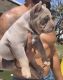 American Bully Puppies for sale in Lemon Grove, CA 91945, USA. price: $2,000