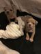 American Bully Puppies for sale in Syracuse, NY, USA. price: $4,000