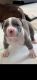 American Bully Puppies for sale in Pembroke Pines, FL, USA. price: NA