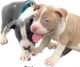American Bully Puppies for sale in Marion County, FL, USA. price: NA