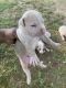 American Bully Puppies for sale in Little Rock, AR, USA. price: $500