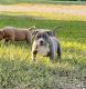 American Bully Puppies for sale in Lebanon, MO 65536, USA. price: $1,750